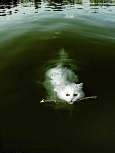 CatInWater.jpg