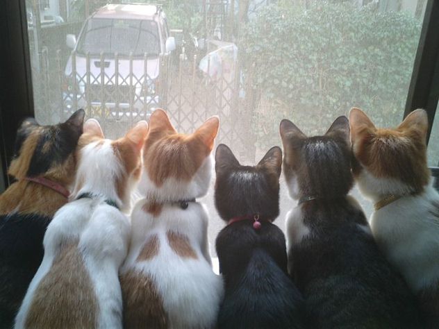 Cats_Window.jpg